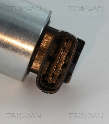 EGR Kale 353530