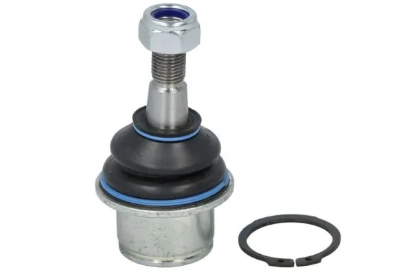 RH036012 Reinhoch